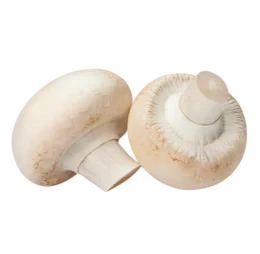 Champignon Blanc