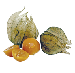 Physalis