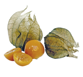 Physalis