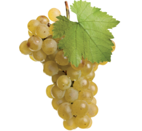 Raisin Blanc