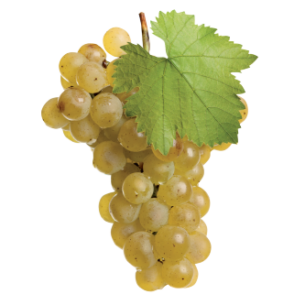 Raisin Blanc